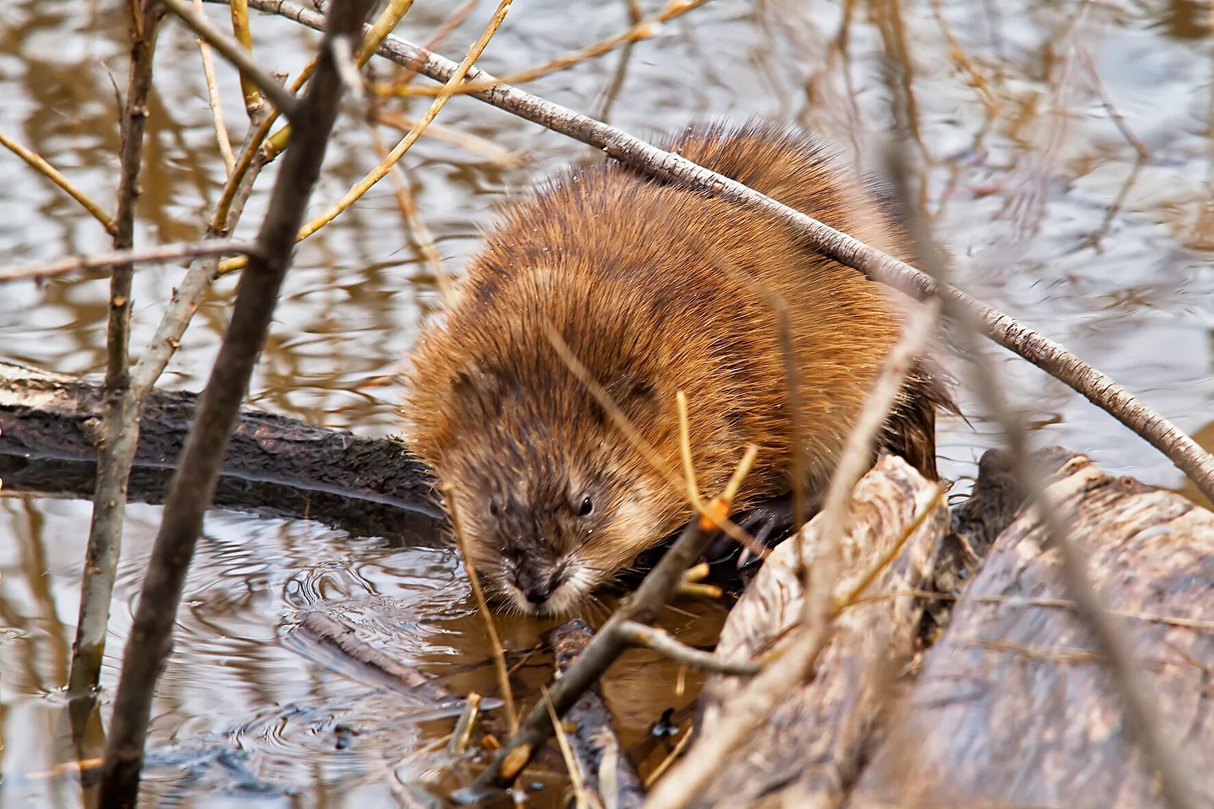 бобр речной обыкновенный. бобры осень.