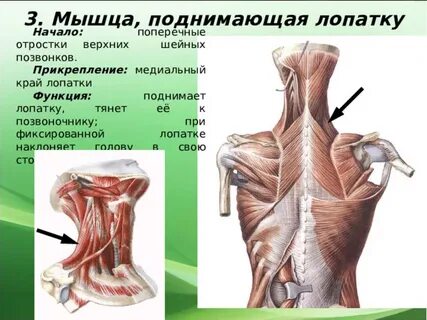 Поднимающая лопатку