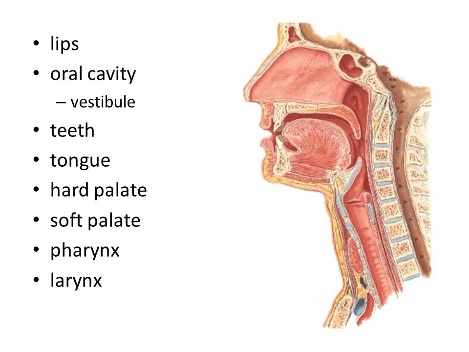 Пищевод и трахея расположение. Пищевод трахея и гортань анатомия. Анатомия глотки и трахеи.