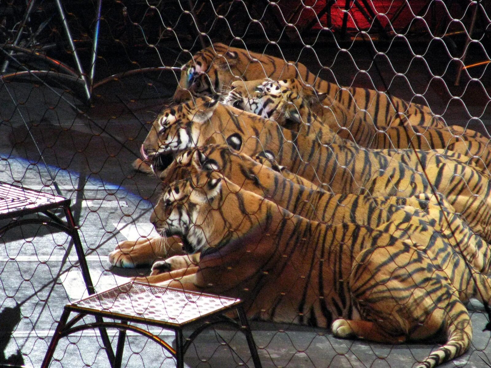 Содержание диких животных за и против. Эксплуатация животных в цирке. Цирк диких животных. Запрет животных в цирке. Цирк с дикими животными.