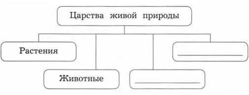 Назови царство. Царства живой природы 3 класс окружающий мир схема. Царства живой природы 3 класс окружающий мир схема ответы. Царства живой природы 3 класс окружающий мир. Царства природы 3 класс окружающий мир схема.