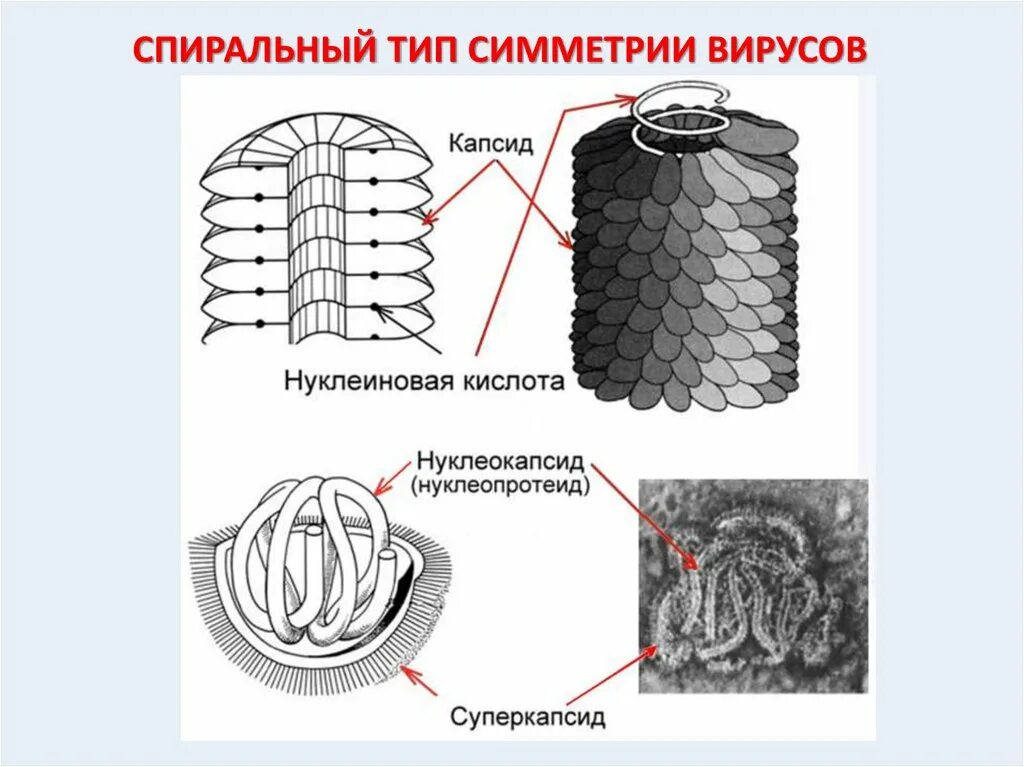 Кубический капсид. Спиральный тип симметрии вирусов. спиральный тип симметрии капсида. икосаэдрический тип симметрии вирусов.