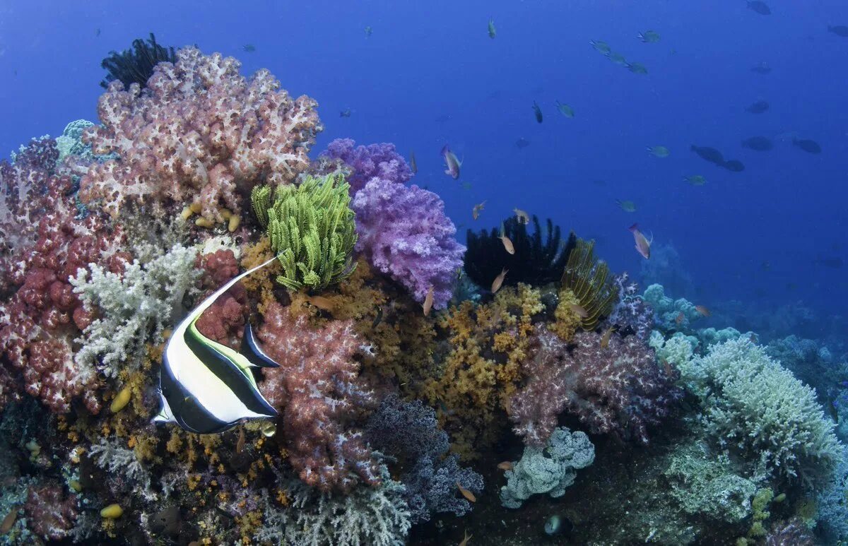 Органический тихого океана. Остров Бали коралловый риф. Атлантический океан коралловый риф. Кораллы Средиземного моря.