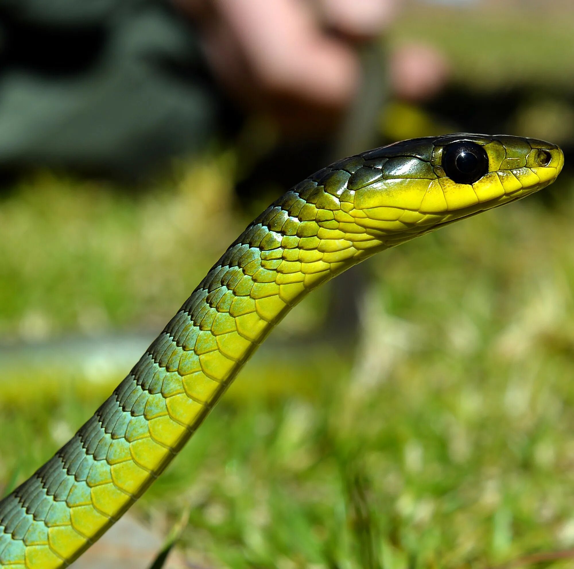 tiger snake Snake, List of animals, Unique animals