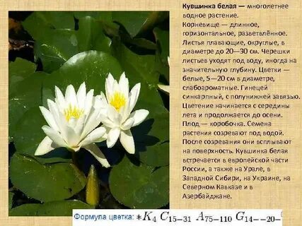 Кувшинка на белорусском языке перевод