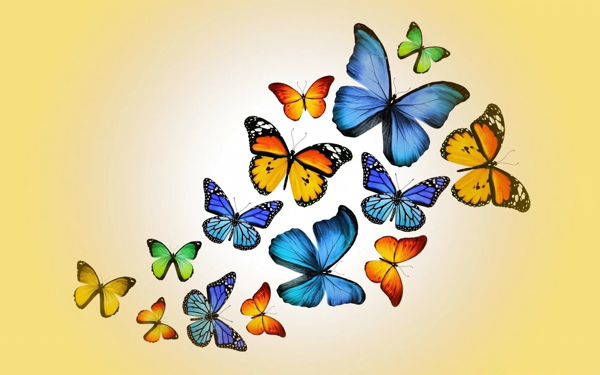 Без цветной рисунок. Разноцветные бабочки. Бабочка рисунок. Бабочки цветные. Бабочки красивые цветные.