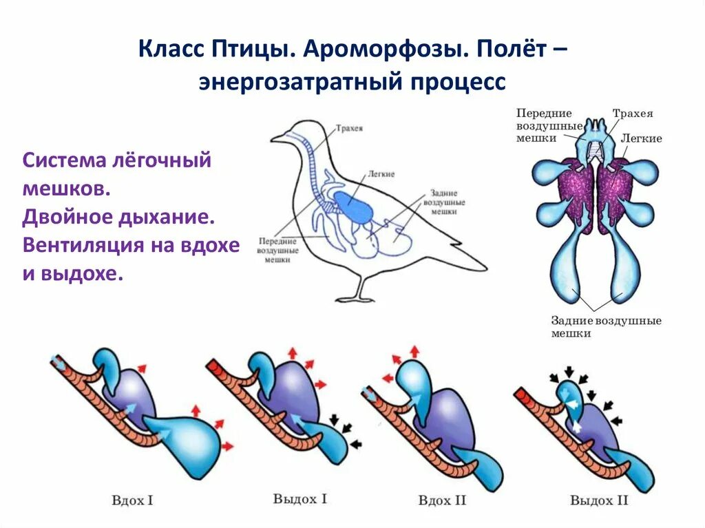 Система органов дыхания птиц. Схема строения дыхательной системы птиц. Схема процесса двойного дыхания. Дыхательная система птиц схема биология.