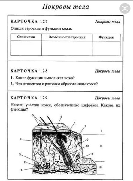 Биология тест строение кожи