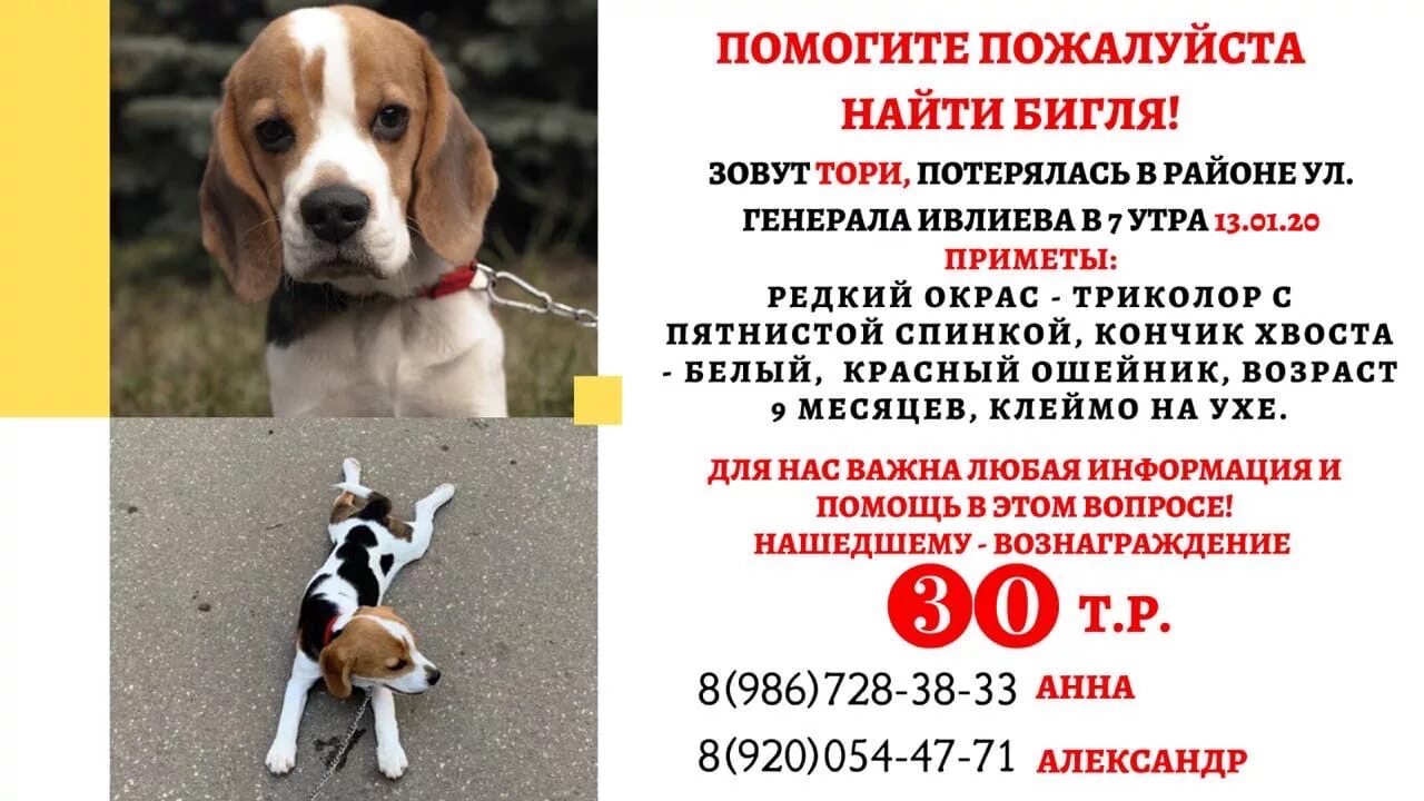 Какой корм для бигля. Пропал щенок бигля. потерялся щенок бигля. клички для биглей.