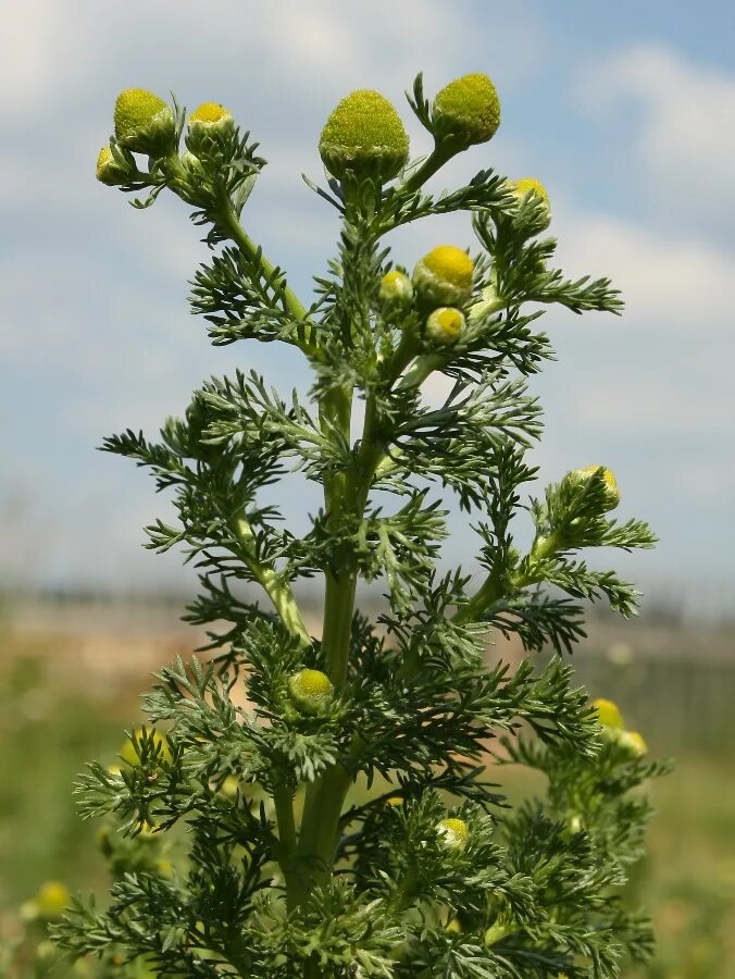 Matricaria matricarioides – ромашка пахучая. Ромашка пахучая безъязычковая. Ромашка пахучая безъязычковая. Ромашка лекарственная пахучая. Matricaria matricarioides – ромашка пахучая.