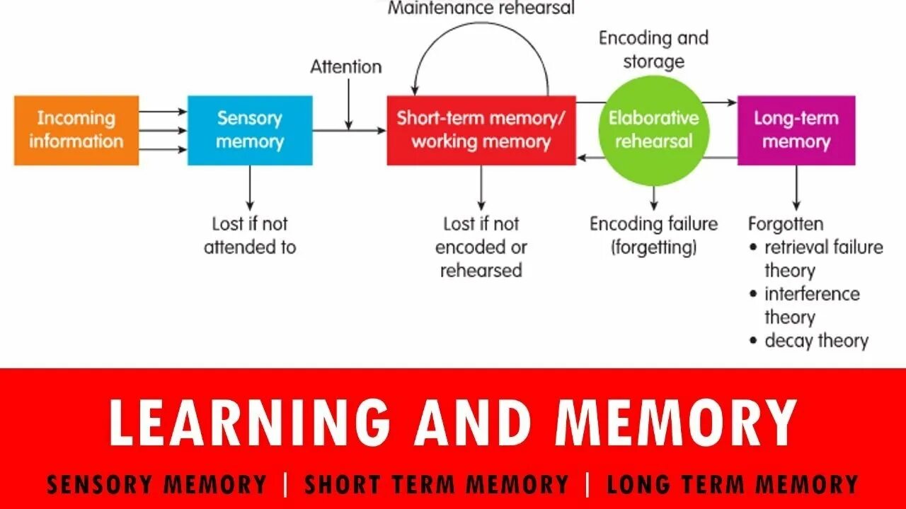 Short memory. Short-term Memory, and long-term Memory. Long term Memory картинки. Long term Memory working Memory. Long short term Memory.