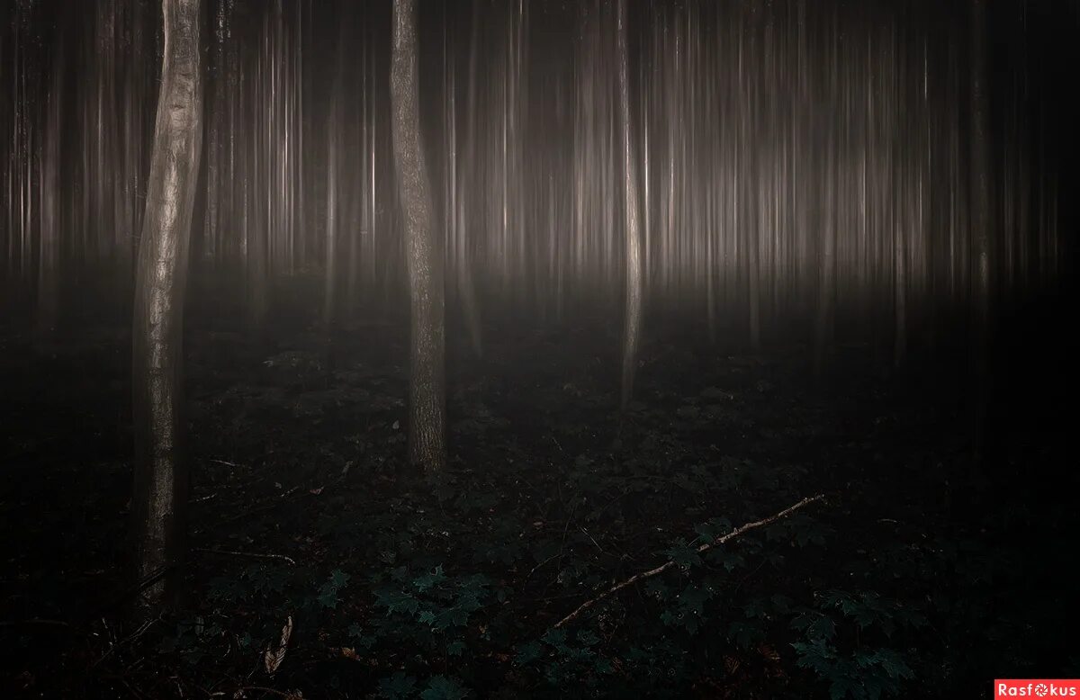 коты воители сумрачный лес. сумрачный лес чебоксары. читать сумрачный лес. читать сумрачный лес. коты воители сумрачныц лкс.