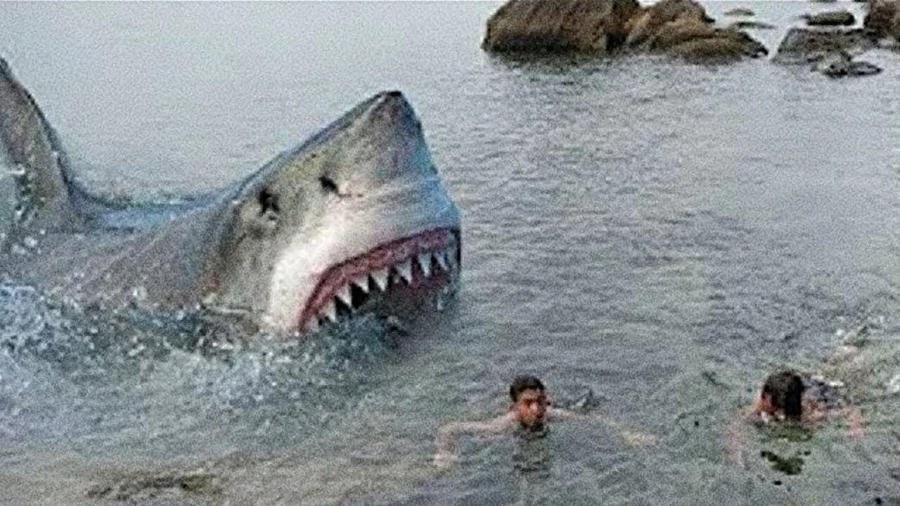 Нападение большого. Тигровая акула против акулы молот. Нападение акулы МЕГАЛОДОН. Тигровая акула нападение. Огромная акула.