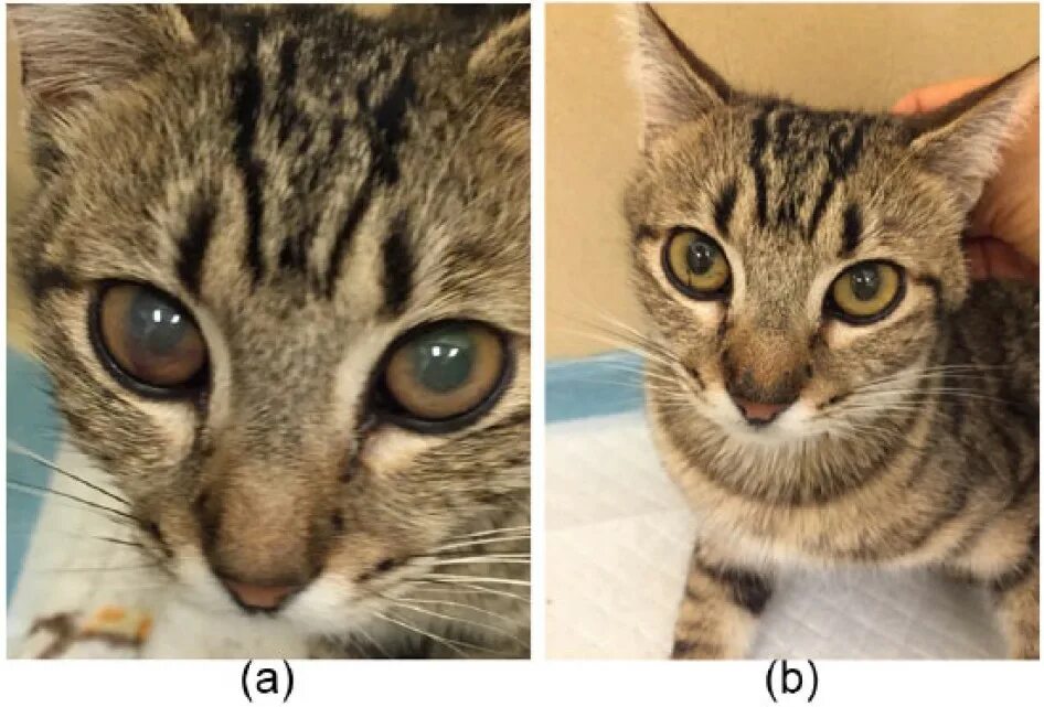 коронавирусная инфекция у кошек. инфекционный перитонит кошек (feline infectious peritonitis. фип вирусный перитонит кошек. инфекционный перитонит кошек (feline infectious peritonitis. формы фипа у кошек.