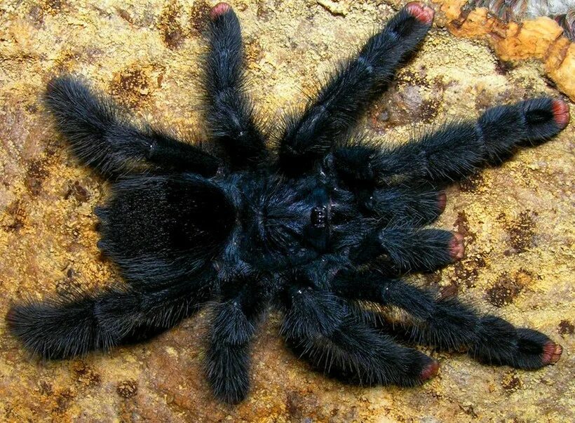 Авикулярия герольди. Паук птицеед Avicularia versicolor. Авикулярия Авикулярия паук. Паук Avicularia Geroldi. Купить живого паука