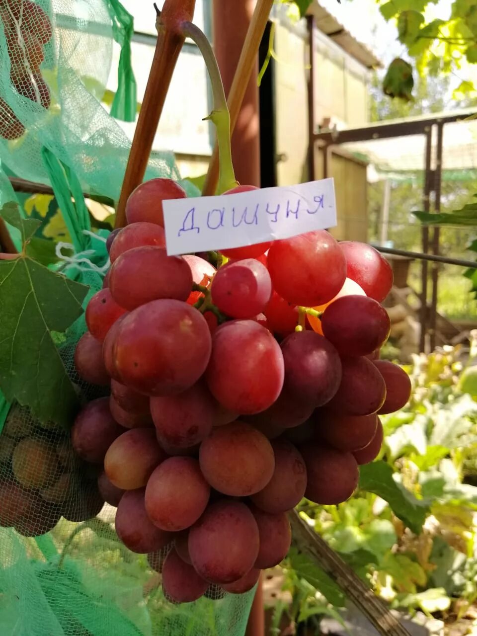 сорт винограда хамелеон. виноград хамелеон. виноград шардоне каберне сорт. сорт винограда в пятерочке. виноград в воронеже.