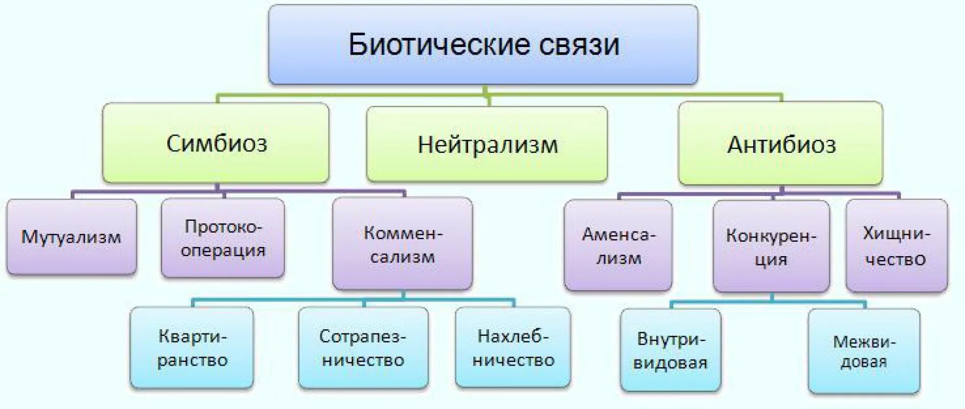 Биотические взаимоотношения схема. Биотические связи схема. Типы биотических взаимодействий схема. Биотические связи в природе схема. На сколько групп можно разделить все биотические