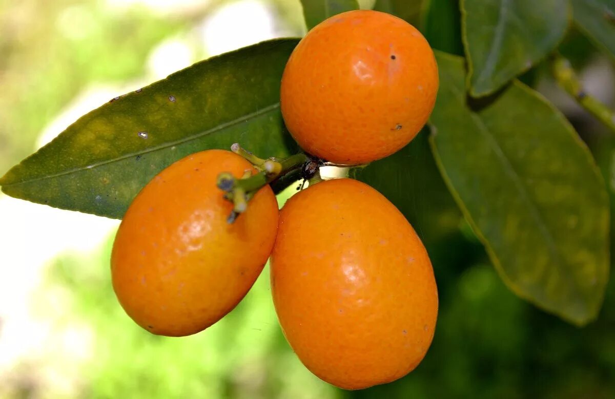 Лимон померанец гибрид. Апельсин мандарин грейпфрут. Минеола цитрус. Грейпфрут гибриды цитрусовых. Помело цитрон мандарин лайм.