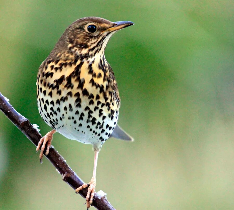 Дрозд фото википедия. Певчий Дрозд. Певчий Дрозд (turdus philomelos). Дрозд - Thrush. Певчий Дрозд окрас.