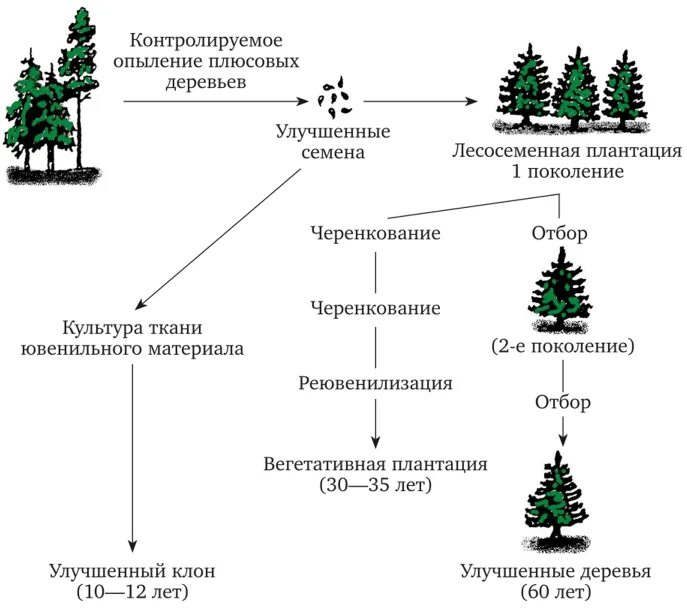 Схема микроразмножения растений. Микроклональное размножение схема. Микроклональное размножение растений схема. Технология клонального микроразмножения растений.