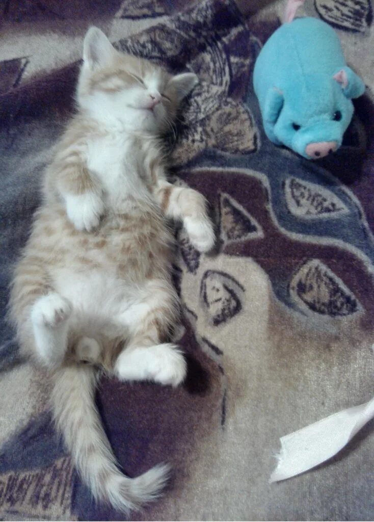 зачем коты мнут одеяло. зачем коты мнут одеяло. кот топчет лапами и мурчит. кот перебирает лапами. кот мнет одеяло.