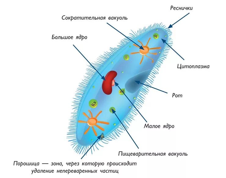 Структура клетки инфузории туфельки. Одноклеточные организмы инфузория туфелька. Инфузория туфелька строение. Биология 5 класс инфузория туфелька строение. Инфузория туфелька структура