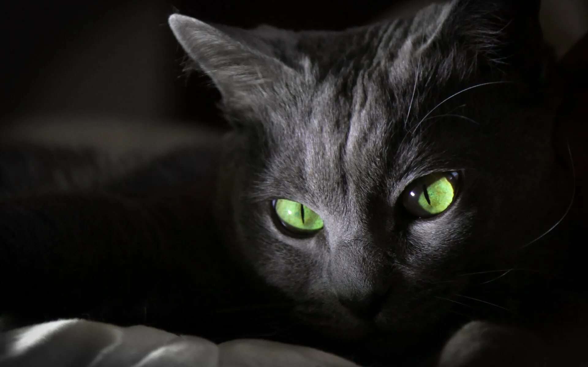 Чёрный кот с зелёными глазами. Кошка с зелеными глазами. Черная кошка с зелеными глазами. Кошачий глаз зеленый. Black cat eye
