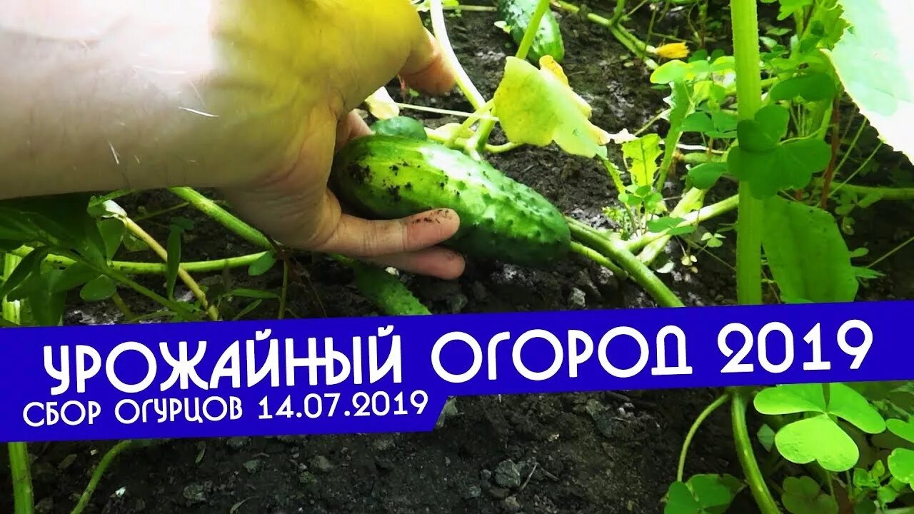 Урожайный огород татьяны огурцы. Урожайный огород татьяны огурцы. Урожайный огород рассада. Урожайный огород татьяны огурцы. Урожайный огород татьяны огурцы.