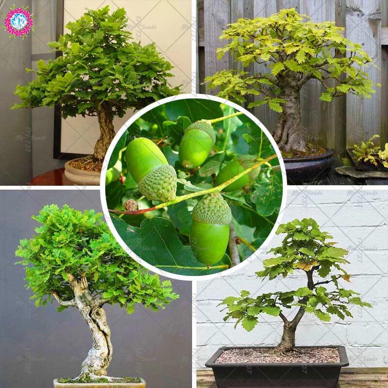 Мини дуб. Метасеквойя бонсай. Фикус карика бонсай. Зеленое дерево из бисера. Дуб каменный бонсай.