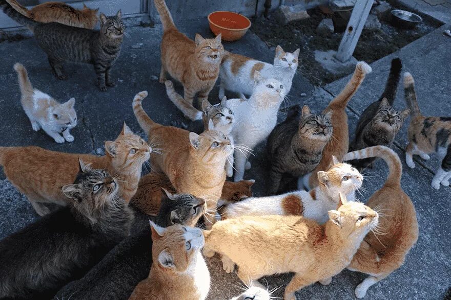 Где много котят. Аосима кошачий остров в Японии. Аошима остров кошек. Аошима остров кошек в Японии. Тасиро.