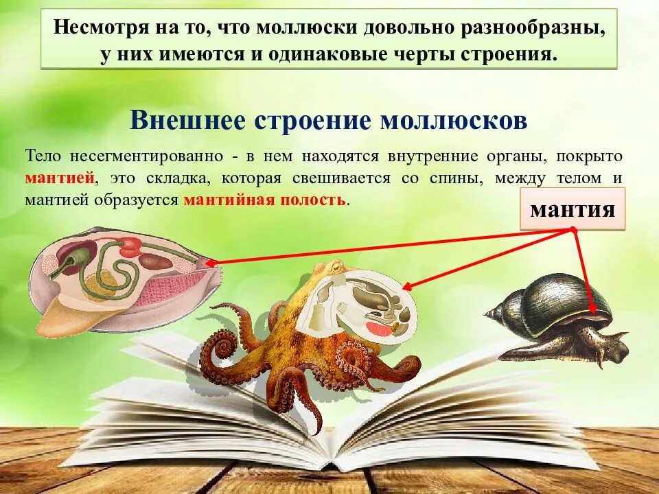 У моллюсков имеется. Моллюски систематика. моллюски особенности строения. систематика моллюсков таблица. специфика внутреннего строения моллюсков.