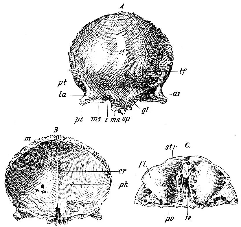 Лобные латынь. Лобная кость Синельников. Лобная кость схема. Лобная кость os frontale. Строение лобной кости черепа.