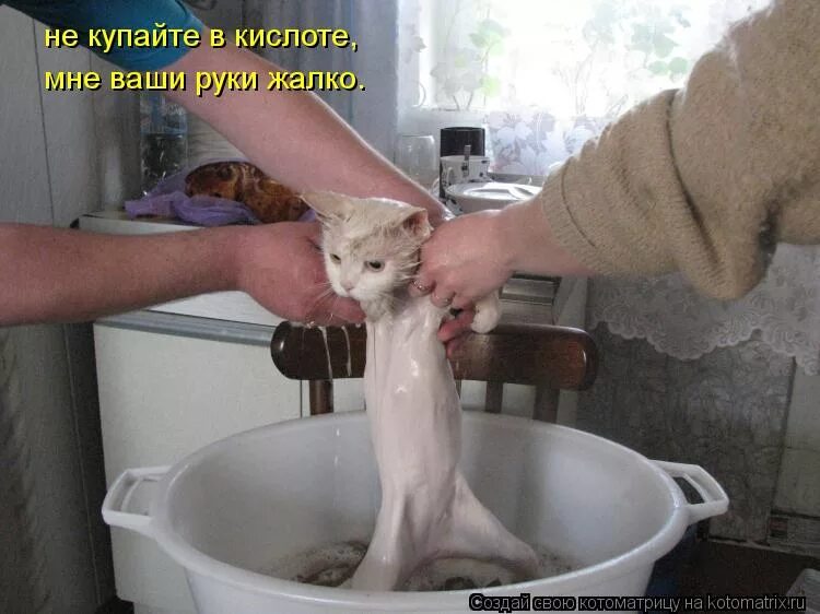 мытые кошки. приколы от жары. крещение прорубь. кот купается. отмель фильм 2016 блейк лайвли.