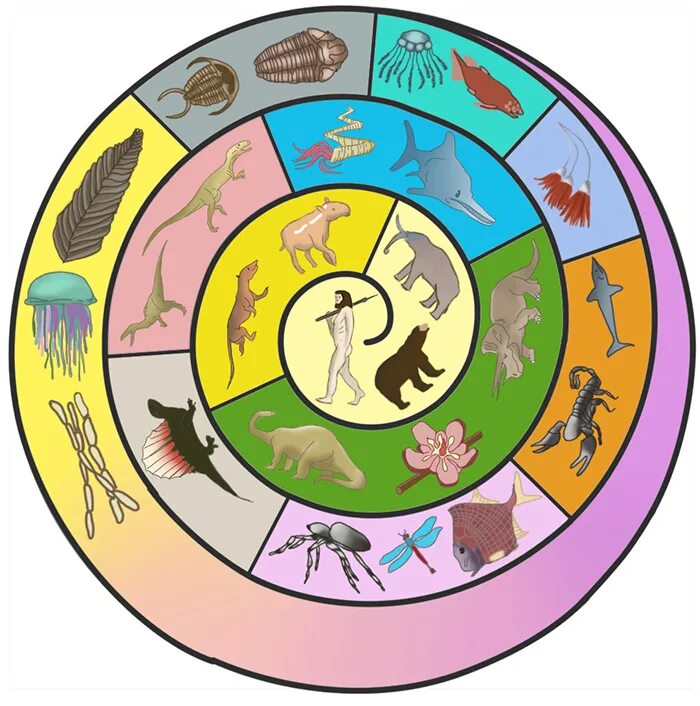 Спираль развития земли. Спираль эволюции. Эволюция жизни на земле для детей. Эволюция живых организмов на земле.