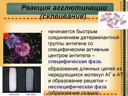 Специфичность антител активного центра