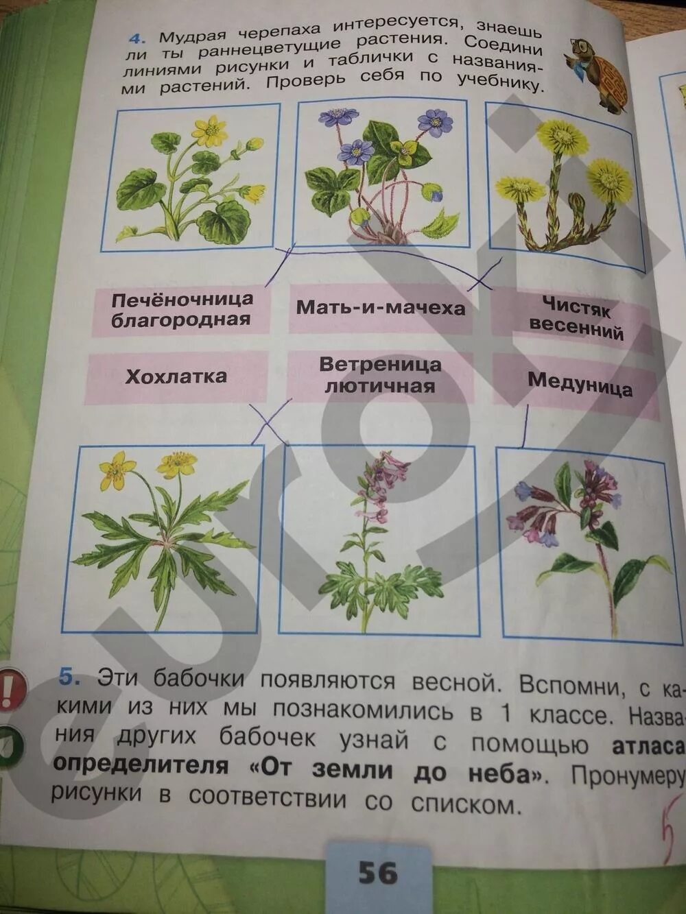 Окружающий мир рабочая тетрадь стр 49. Окружающий мир 2 класс рабочая тетрадь 1 часть Плешаков ответы стр 56-57.