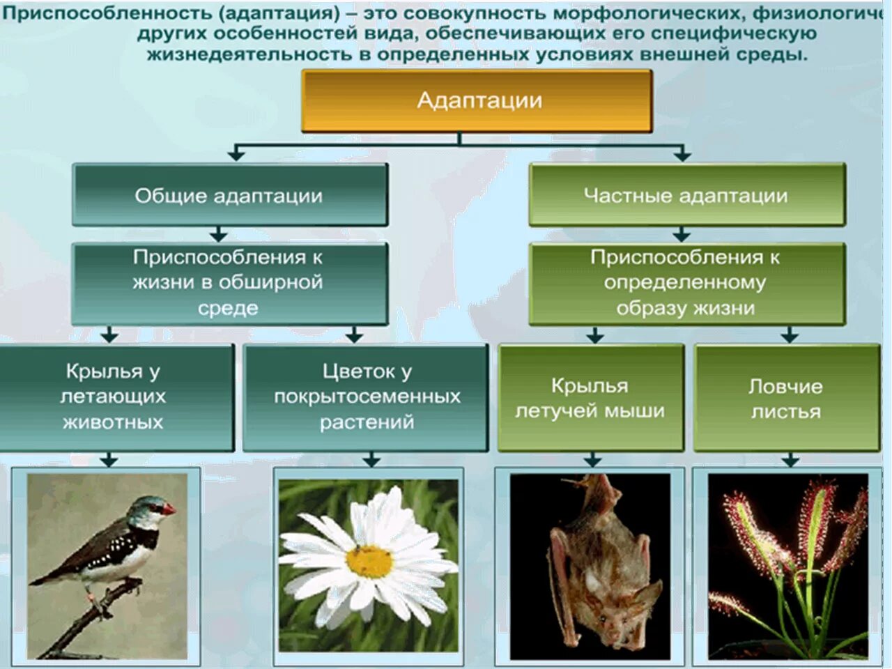 Функциональные приспособительные изменения. Приспособление к среде. Приспособленность организмов. Приспособляемость живых организмов. Адаптация организмов к окружающей среде.