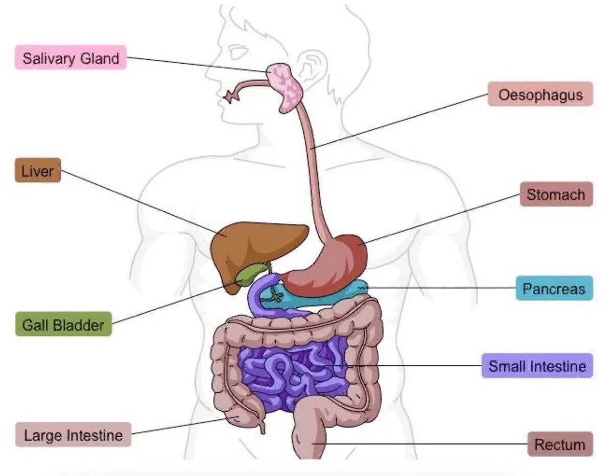 Органы пищеварения. Пищеварительная система человека. Схема органов пищеварения. Пищеварительная система рисунок.