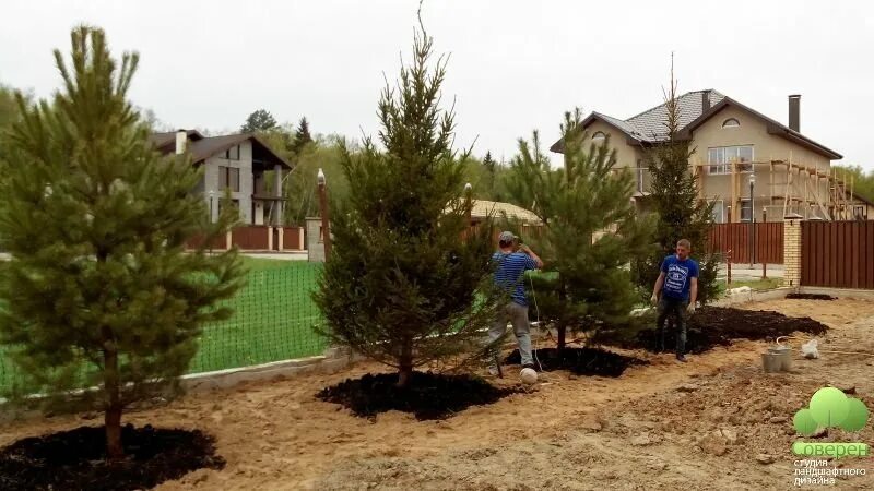 Сосна обыкновенная крупномер. Маленькие сосны на участке фото. Сосна горная мугус. Сосна обыкновенная крупномер. Лиственница ниваки.
