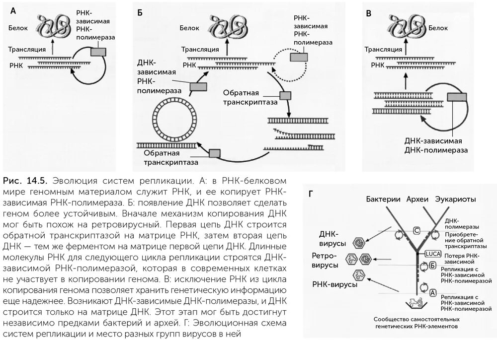Осуществляется ферментом днк полимеразой. Структура ДНК зависимой РНК полимеразы. Репликация вируса схема. ДНК-зависимые РНК-полимеразы эукариот. РНК полимераза репликация.