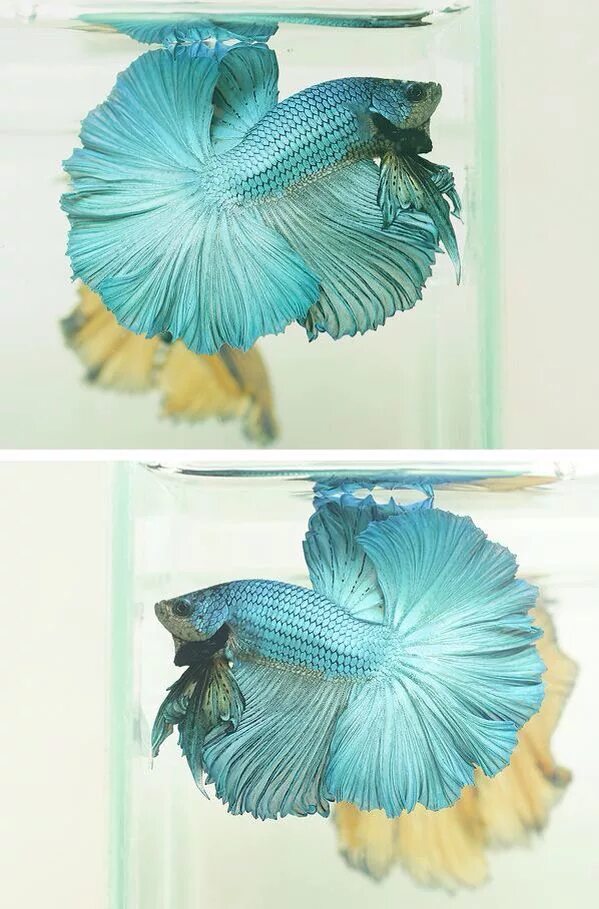 Сколько живут петушки рыбки в домашних условиях. Blue Betta Fish. Халф Мун рыбка. Петушок Халфмун бирюзовый. Петушок халф Мун.