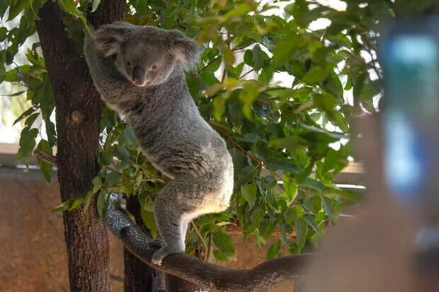 Хвост коалы. Коала хвост. У коалы есть хвост. Мокрая коала. Хвост коалы фото.