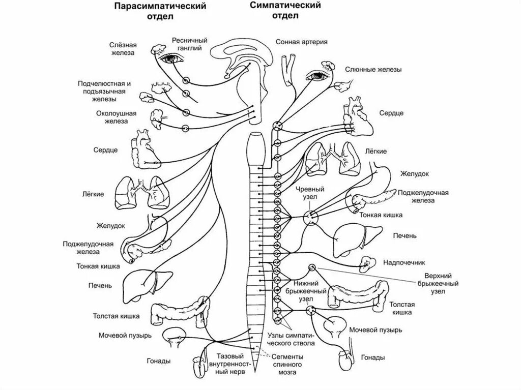 Строение и функции симпатического отдела. Парасимпатический отдел вегетативной нервной системы схема. Строение парасимпатического отдела нервной системы. Блок-схема парасимпатического отдела вегетативной системы. Блок схема парасимпатического отдела вегетативной нервной системы.