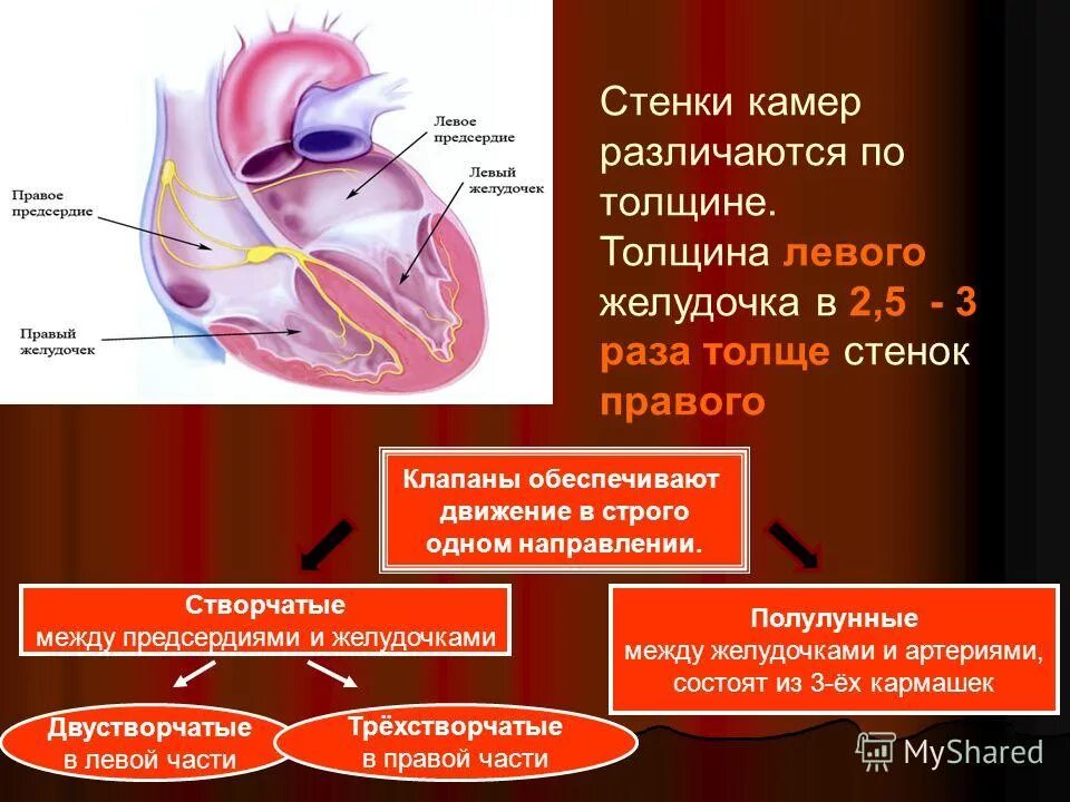 отверстия правого желудочка сердца. строение желудочков сердца. функции желудочков сердца. функции желудочков сердца. сердечный желудочек строение.