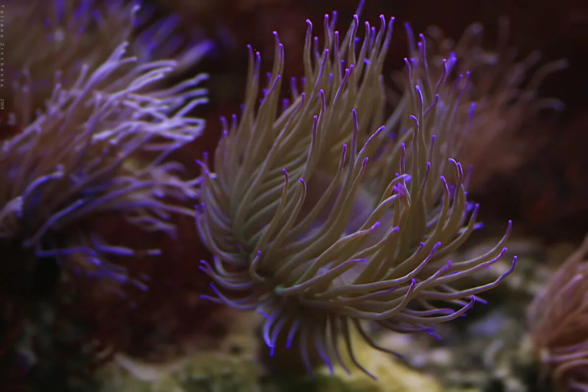 Морские растения. Красивые морские растения. Морские цветы названия. Морской цветочк.