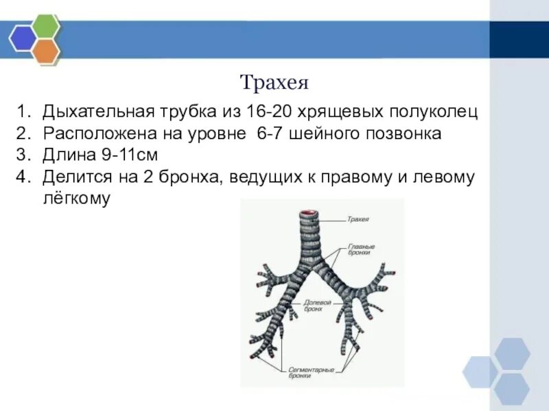 Трахея располагается на уровне позвонков. Строение трахеи. Трахея расположена на уровне. Трахея делится на правый и левый бронх на уровне. Длина трахеи