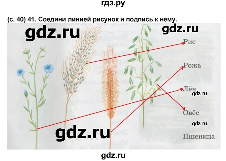 Окончание слова рожь. Соедини линией рисунок и подпись к нему. Соедини линией рисунок и Подпиши к нему. Рис окружающий мир 2 класс. Соедини линией рисунок и подпись к нему рис рожь лен.