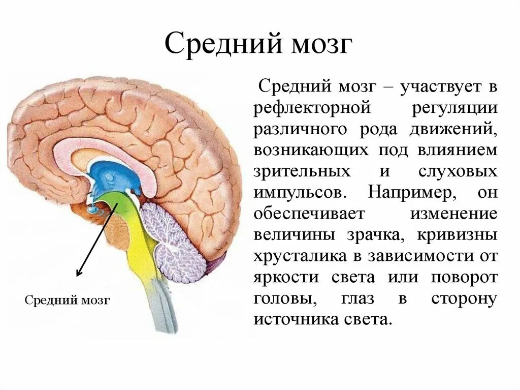 Строение среднего мозга 8 класс. Из каких частей состоит средний мозг? Центры среднего мозга. Средний мозг составные части. К основным структурам среднего мозга относят. Наружное строение среднего мозга.