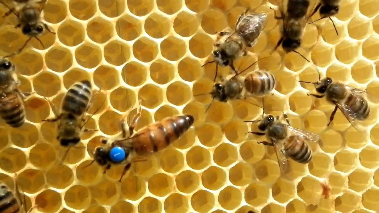 Купить пчел в рязанской области. Пчеломатка Карника. Пчелопакеты Карника Бакфаст. Пчеломатка Карпатка. Матка пчелы Бакфаст.