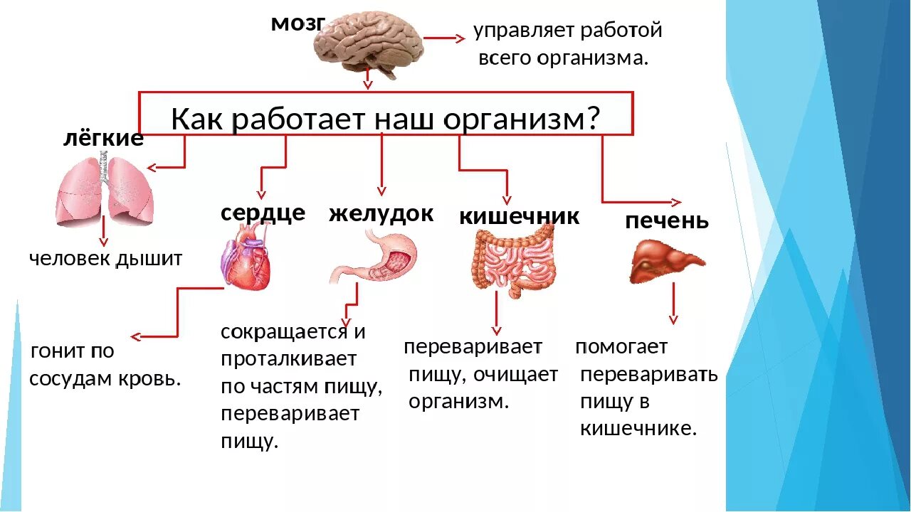 Функции внутренних органов человека. Функции внутренних органов человека 2 класс. Охарактеризуйте работу различных внутренних органов человека. Внутренние органы человека 2 класс окружающий мир. Сколько в организме органов